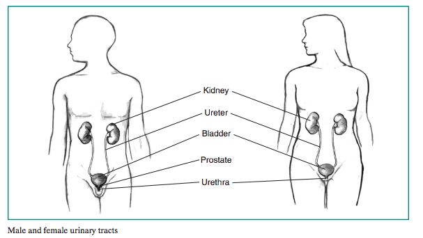 What Is Bladder Cancer?