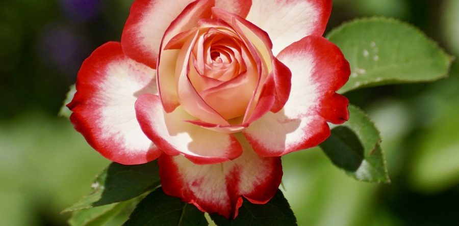 Female Sexual Dysfunction