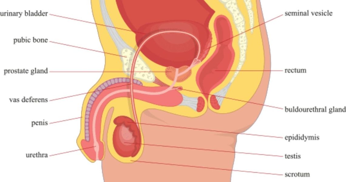 Vasectomy Specialists Omaha