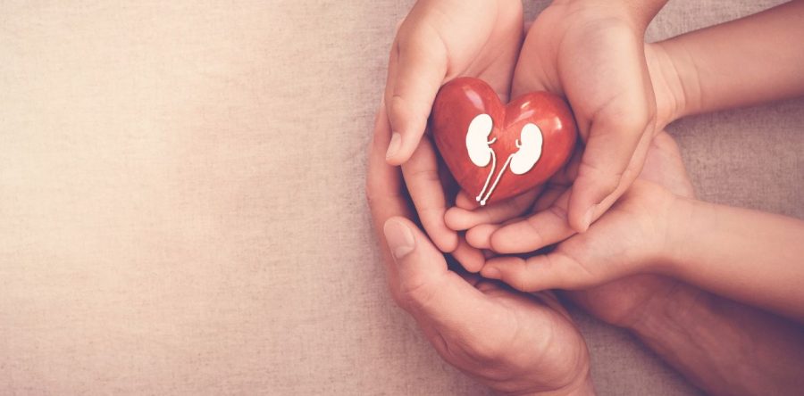 Kidneys Matter: Why These Bean-Shaped Organs Deserve More Love